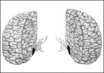 Left Brain Right